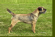 Förderverein Border Terrier
